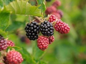Cara Memahami Label Nutrisi dengan Bijak